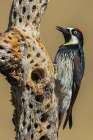 Acorn woodpecker inspecting cactus skeleton, in the desert of southern Arizona Art Print